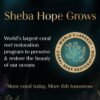 Sheba Fine Premium Adult (1+ Years) Wet Cat Food, Tuna Pumpkin & Carrot in Gravy, 70 g Pouch, High-Moisture Gravy cat Food for Healthy Hydration