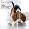 1764051408_71oxeIOuZ3L._SL1500_.jpg Pets Empire Stainless Steel Dog Bowl, Dog Food Bowl, Dog Feeding Bowl, Medium (Set of 2 x 700ml)