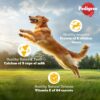 1764090568_81OCPngDkeL._SL1500_.jpg Pedigree Adult Dry Dog Food, Chicken & Vegetables, 10 kg, Contains 37 Essential Nutrients, 100% Complete & Balanced Food for Adult Dogs