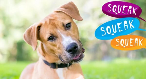 The Pets Company Squeaky Chew Dog/Puppy Toy for Puppies & Small Dogs | Durable, Animal Design,for Playing, Teething and Chewing Combo | Pack of 3 (Duck, Ball & Box) (Color May Vary)