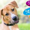 The Pets Company Latex Squeaky Chew Dog/Puppy Toy for Puppies & Small Dogs | Durable, Animal Design, Non-Toxic, for Playing, Teething and Chewing | Mini Pengiun - 5 Cm (Color May Vary)