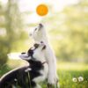 PSK PET MART Dog Ball TPR Material Chew Orange Ball Rubber Ball for Dog (Large Size) (Colour May)
