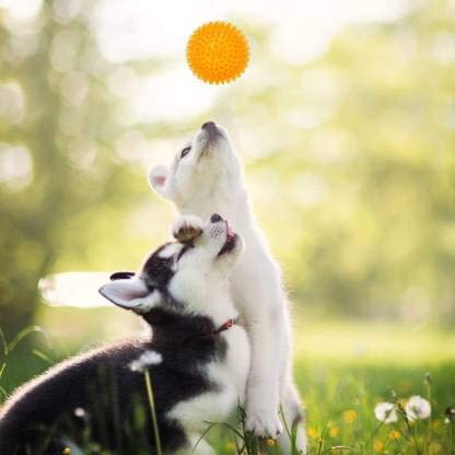 PSK PET MART Dog Ball TPR Material Chew Orange Ball Rubber Ball for Dog (Large Size) (Colour May)