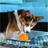 PSK PET MART Dog Ball TPR Material Chew Orange Ball Rubber Ball for Dog (Large Size) (Colour May)