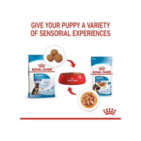 5128gxVlrOL._SL1000_.jpg Royal Canin Maxi Puppy Food for Stage 3, 104 Grams, Pack of 10 Sachet, Wet Food, Supports Immune System & digestive health, Provides Long growth, moderate energy