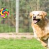 5156VoviBeL.jpg Dog Trust Ball Chew Teether Toys for Dog, Puppy, Cat, Kitten -Combo of 3