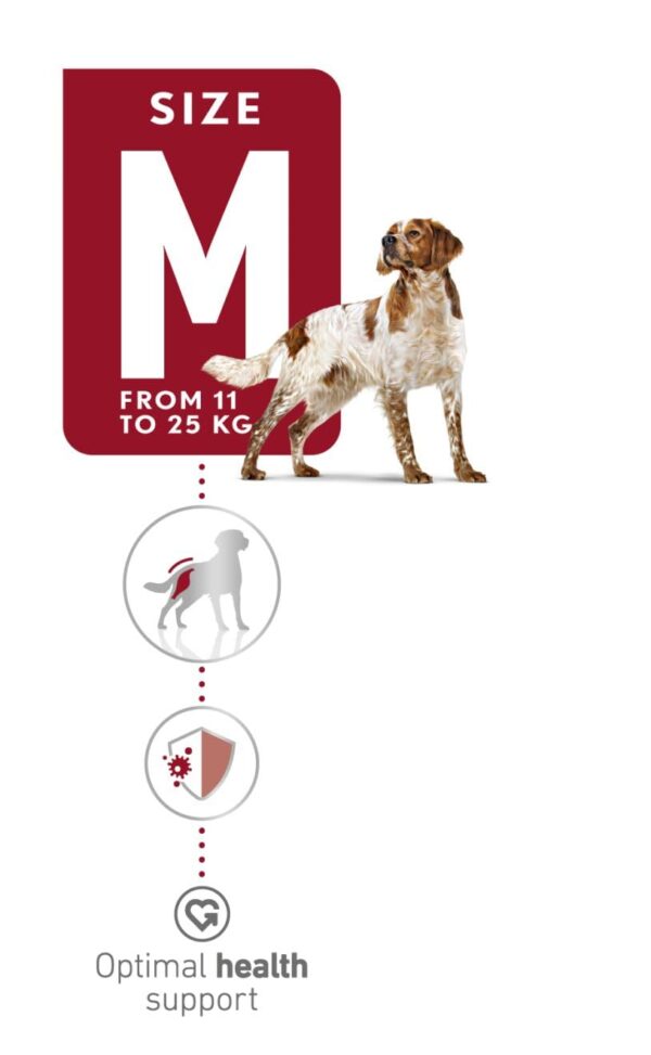 51Gn26x02QL._SL1320_.jpg Royal Canin Medium Adult Dog Food, 1 Kg, Dry Food, Provides Muscle Mass, Supports Complex Natural Defense & Optimal Health Support