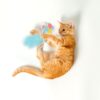 Barkbutler x Fofos Birthday Balloon Cat Toy - US Grade Organic Catnip, Multicoloured Textured Toys, Cat Accessories with Super Soft Fabrics & Real Feathers - Perfect as Kitten Toys
