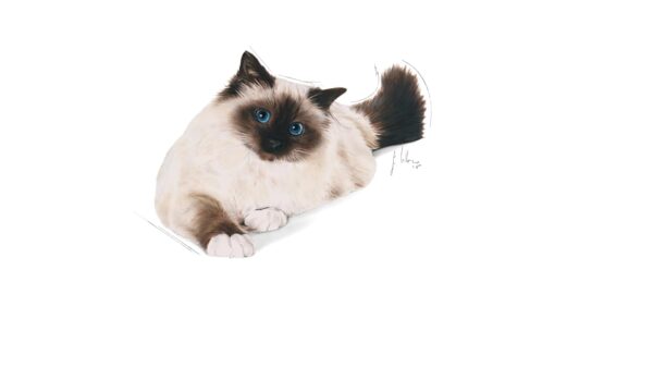 Royal Canin Hairball Care for Cats, 400 Grams, Dry Food, Dietary Fiber Blend, Provides 2X Hair Excretion, Proven Results in 14 Days