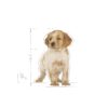 Royal Canin Medium Puppy Food, 1 Kg, Dry Food, Supports Digestive Health & Immune System, Provides Short Growth & High Energy Content