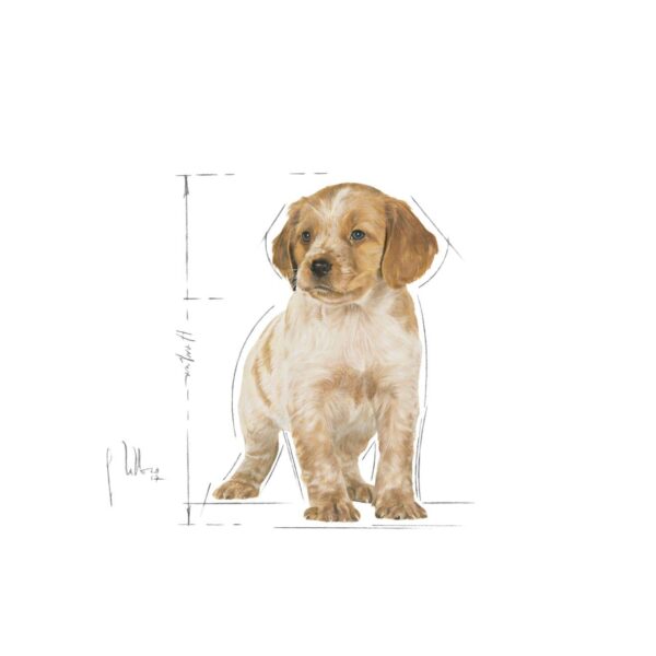 Royal Canin Medium Puppy Food, 1 Kg, Dry Food, Supports Digestive Health & Immune System, Provides Short Growth & High Energy Content