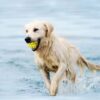Qpets® 3 Inch Durable Bouncy Ball for Small, Medium, Big Dogs - High Elasticity TPU Dog Toy, Lightweight, Interactive, High Bounce - Molar Chew for Power Chewers
