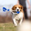PETS EMPIRE Multifunctional Dog Chew Toy with Double Suction Cup | Interactive Tug Toy for Aggressive Chewers, Puppy Toothbrush & Teeth Cleaning Molar Bite Stick
