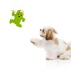 Cactus Man – Squeaky Toys for Dogs, Latex Dog Toys for Medium Dogs (0–20kgs) – Green