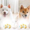 616l1ThNyqL._SL1500_.jpg PremiumAV Squeaky Dog Ball Toy – Interactive Chew Toy for Small Dogs & Cats, Durable Fetch Ball with Loud Squeaker, Fun Sound Dog Toys for Training, Teething & Playtime, Volleyball Shape