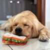 Goofy Tails Food Buddies Sandwich Plush Toy for Dogs and Puppies | Crinkle, Squeaky, Soft Pet Toy