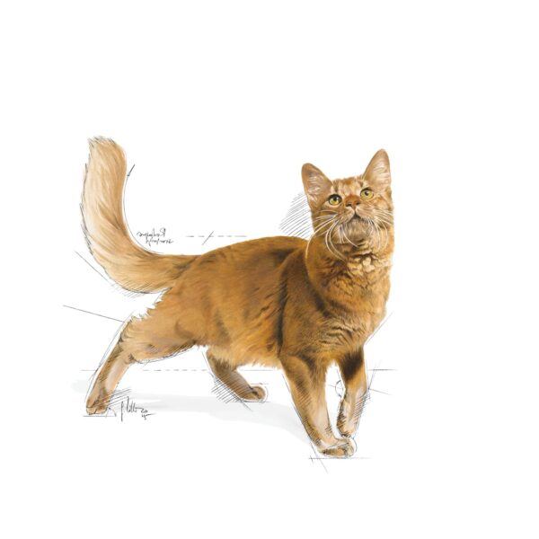 Royal Canin Fit 32 Regular for Adult Cats, 1 Kg, Dry Food, Supports Optimal Nutrient Profile and Healthy Weight