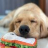 Goofy Tails Food Buddies Sandwich Plush Toy for Dogs and Puppies | Crinkle, Squeaky, Soft Pet Toy
