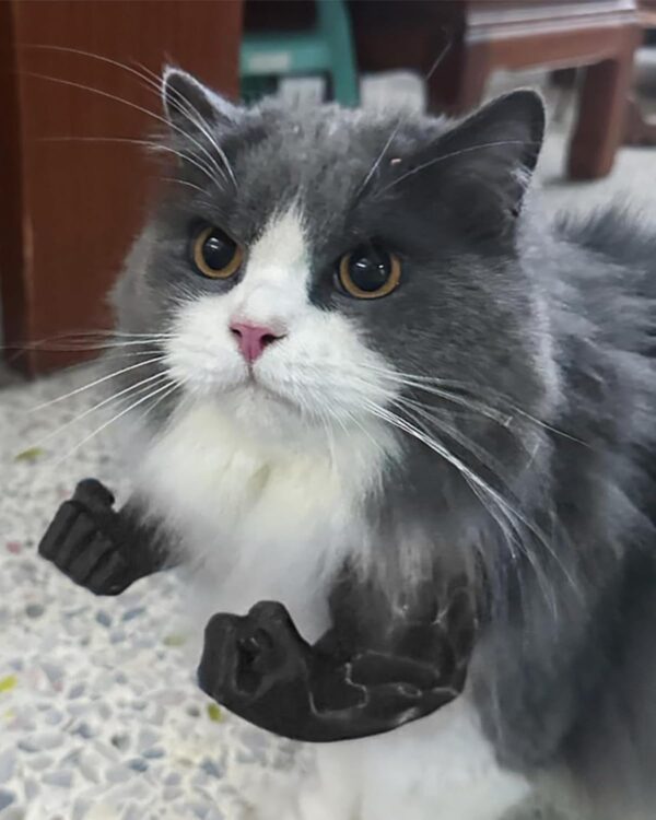 Cat Toy, Cat Arms, Muscle Arms, Large Black, Funny Pet Props for Interactive Play, Unique Gift for Enthusiasts, Social Media Worthy Decoration, Size 6.38 x 6.77 x 3.46 Inches