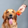 Heads Up For Tails Quintessential Tennis Dog Ball - Set of 2