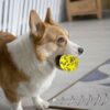 Qpets® 3 Inch Durable Bouncy Ball for Small, Medium, Big Dogs - High Elasticity TPU Dog Toy, Lightweight, Interactive, High Bounce - Molar Chew for Power Chewers
