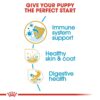 61XOVeUV00L._SL1500_.jpg Royal Canin Shih TZU Puppy Food, 1.5 Kg, Dry Food, Supports Healthy Skin & Coat, Digestive Health, Provides Immune System Support
