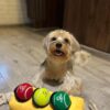 Goofy Tails Traffic Light Plush Toy With 3 Squeaky Tennis Balls for Dogs - Crinkle and Chew Toys for All Breeds - Ball and Rope Toys