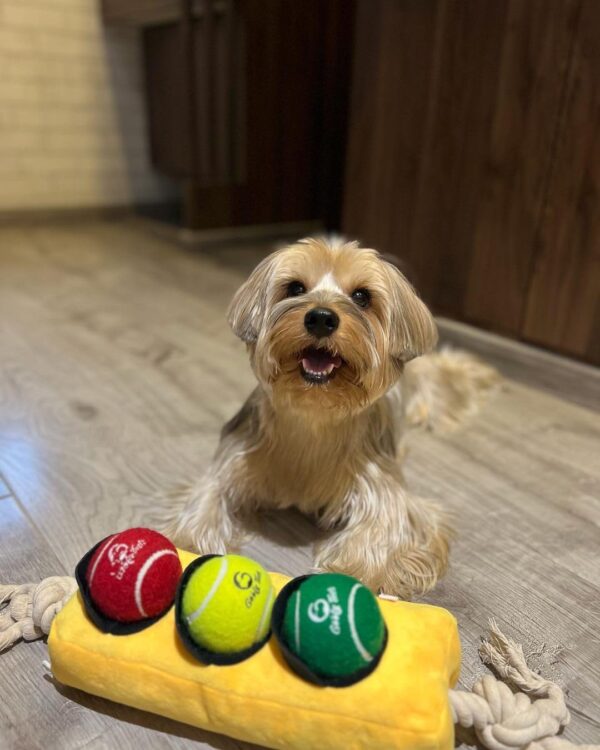 Goofy Tails Traffic Light Plush Toy With 3 Squeaky Tennis Balls for Dogs - Crinkle and Chew Toys for All Breeds - Ball and Rope Toys