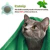Catnip Wall Toys, Balls for Teeth Cleaning and Biting, Edible Licking Chew Toy, Rotatable Indoor Cat Toy (Green)