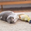 61lWC2yUr2S._SL1000_.jpg Pe Toy Simulatio Interactive Kitten Chewing Scratching Play Fun Toys