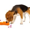 61mw5KdGv-L._SL1500_.jpg The Pets Company Indestructible Dog Chew Toy | Durable TPR Rubber Pet Toy for Aggressive Chewers | Strong, Non-Toxic, Teeth Cleaning, Squeaky Roller Toy for Large Dogs - 6.3 Inches (Colour May Vary)