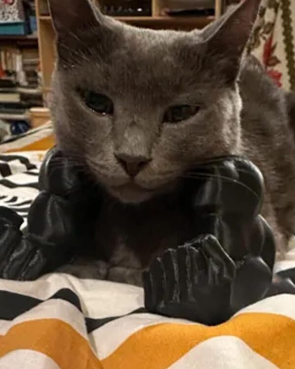 Cat Toy, Cat Arms, Muscle Arms, Large Black, Funny Pet Props for Interactive Play, Unique Gift for Enthusiasts, Social Media Worthy Decoration, Size 6.38 x 6.77 x 3.46 Inches