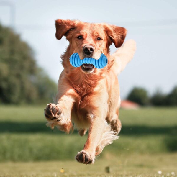 Western Era Dog Rubber Dumble Toy with Bell, Attractive, Unique Design, Ridged Texture, Lightweight, Durable, Weather, Water Resistant, Perfect for Mental and Physical Stimulation, Fetching, (Small)