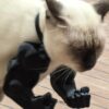 Cat Toy, Cat Arms, Muscle Arms, Large Black, Funny Pet Props for Interactive Play, Unique Gift for Enthusiasts, Social Media Worthy Decoration, Size 6.38 x 6.77 x 3.46 Inches
