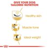 61wWLKmhsEL._SL1500_.jpg Royal Canin Pug Adult Dog Food, 1.5 Kg, Dry Food, Supports Healthy Skin & Ideal Weight, Helps to Tone Muscles