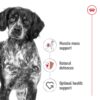 71OefPgeiL._SL1320_.jpg Royal Canin Medium Adult Dog Food, 1 Kg, Dry Food, Provides Muscle Mass, Supports Complex Natural Defense & Optimal Health Support