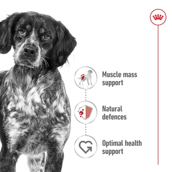 71OefPgeiL._SL1320_.jpg Royal Canin Medium Adult Dog Food, 1 Kg, Dry Food, Provides Muscle Mass, Supports Complex Natural Defense & Optimal Health Support