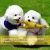 Dog Toy Set - Tail, Chew, Puppy Teething, Rope, Squeaky Toys for Small to Medium Dogs (Pack of 6)