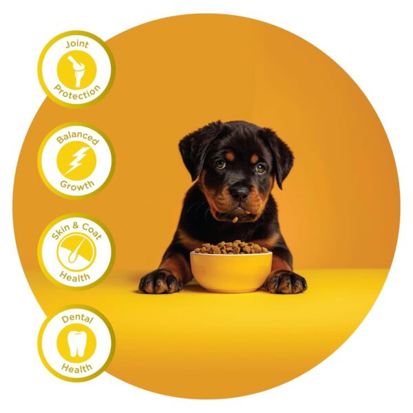 Fidele+ Dry Dog Food 1 Kg Large Breed Puppies Complete & Balanced Diet Supports Growth, Energy, Joints & Immunity No Artificial Flavours, Preservatives