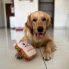 Goofy Tails Food Buddies Sandwich Plush Toy for Dogs and Puppies | Crinkle, Squeaky, Soft Pet Toy