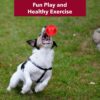 Goofy Tails 4 Rubber Chew Toy Combo for Dogs, Flavoured Bone, Hole Ball, Spike Ball and Trio Ring for Dog