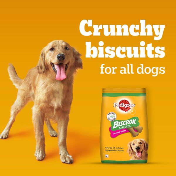 Pedigree Biscrok Biscuits (Above 4 Months) Dog Treats, Chicken with Milk Flavour, 900 g, Source of Calcium, Goodness of 15% Protein