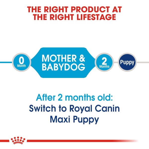 Royal Canin Maxi Starter, Mother & Babydog Food, 1 Kg, Dry Food, Supports Complex Natural Defence & digestive health, Provides Gestation/Lactation Support, Supports Easy rehydration