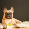 71D9fhF8AFL._SL1500_.jpg BarkButler x FOFOS Flexy Ball Ultra Bounce Dog Chew Toy - Squeaky Toys for Dogs, Small Dog Toys (0-10kgs) - Yellow