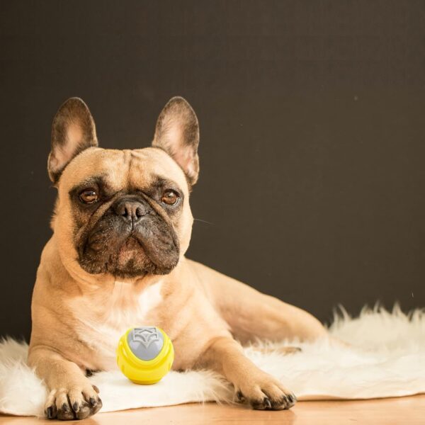 71D9fhF8AFL._SL1500_.jpg BarkButler x FOFOS Flexy Ball Ultra Bounce Dog Chew Toy - Squeaky Toys for Dogs, Small Dog Toys (0-10kgs) - Yellow