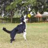 Qpets® 3 Inch Durable Bouncy Ball for Small, Medium, Big Dogs - High Elasticity TPU Dog Toy, Lightweight, Interactive, High Bounce - Molar Chew for Power Chewers