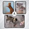 71EcrcrDfsL._SL1500_.jpg Cat Laser Toy | 3-In-1 Laser Toy | Interactive | USB Rechargeable | Multi-Pattern Play | Portable With Health Check Light | Engaging Fun For Cats