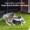 Pedigree PRO Mother & Pup Starter Large Breed, 1.2 kg Dry Dog Food, Vet Trusted Brand, Expert Nutrition, Quality Protein, 33% More Nutrients (3-12 Weeks)