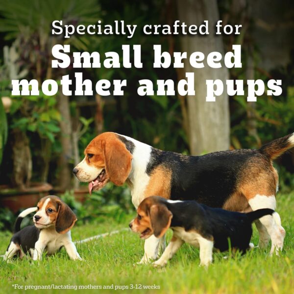 Pedigree PRO Mother & Pup Starter Small Breed, 1.2 kg Dry Dog Food, Vet Trusted Brand, Expert Nutrition, Quality Protein, 33% More Nutrients (3-12 Weeks)