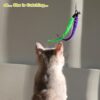 Cat Feather Toy